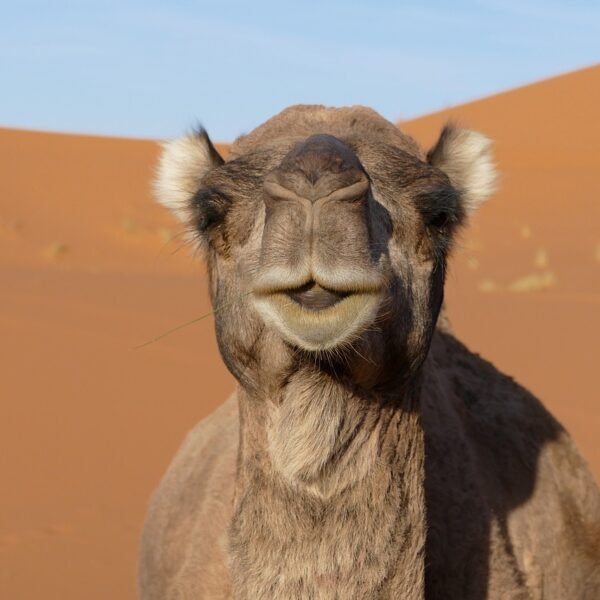 Merzouga