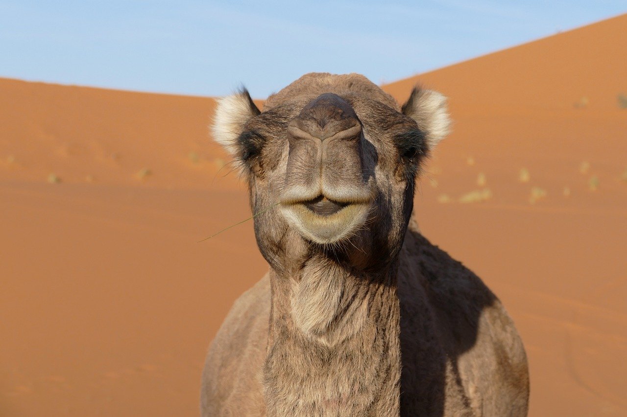 Merzouga